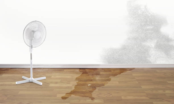 Best Flood restoration services  in Webb City, MO